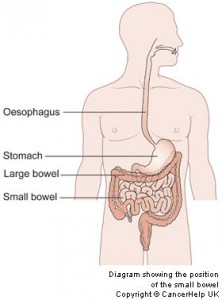 The-bowel