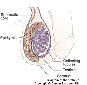 Testicular Cancer | Marie Keating Foundation