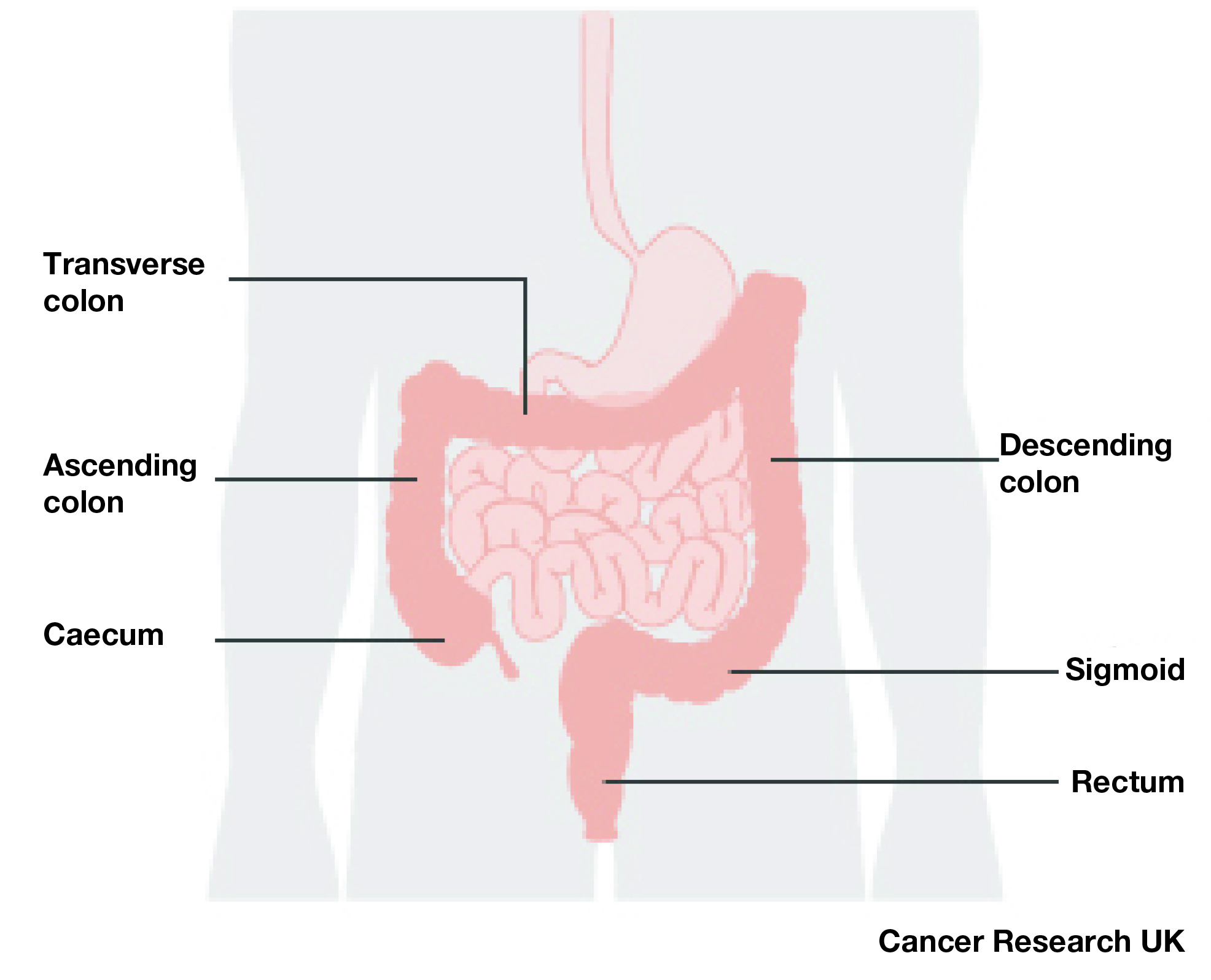 The bowel- also known as the colon